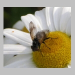 Phasia obesa - Raupenfliege 01.jpg